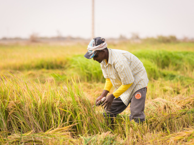 rice_-_CTA_ACP-EU_via_flickr-55a05f49.jpg
